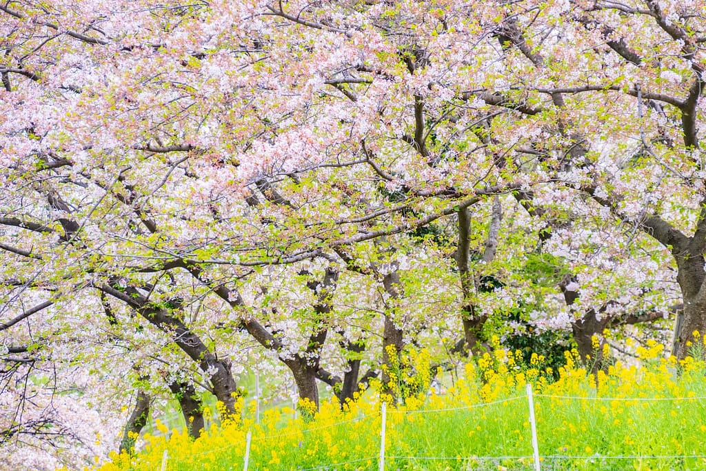 桜の木